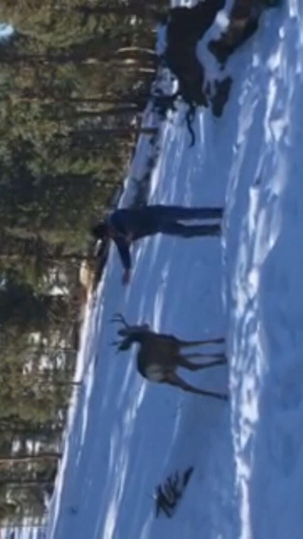 Deer Encounter (Tawney Hilliard)_ajstreetman_frame_625 