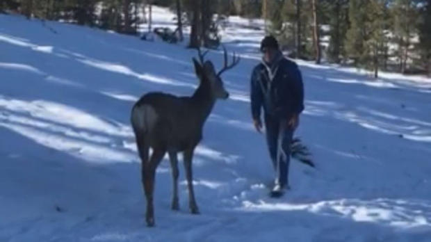Deer Encounter 