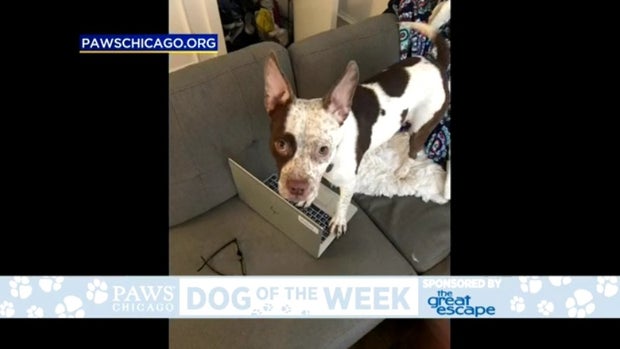 PAWS Dog Of The Week: Bronson 