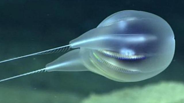 cbsn-fusion-noaa-scientists-discover-new-species-of-gelatinous-marine-animal-thumbnail-601794-640x360.jpg 
