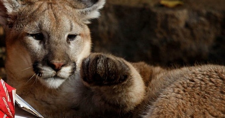Medical Examiner: Texas Man Found Dead Near Mountain Lion Spotting Was Victim Of An 'Animal Attack' - CBS Texas Medical Examiner: Texas Man Found Dead Near Mountain Lion Spotting Was Victim Of An 'Animal Attack' - CBS Texas