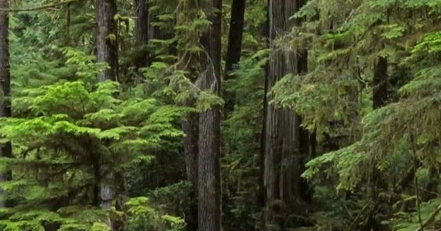 How trees communicate with one another using a complex subterranean