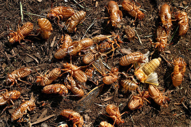 Cicada shells lay at the base of a tree 