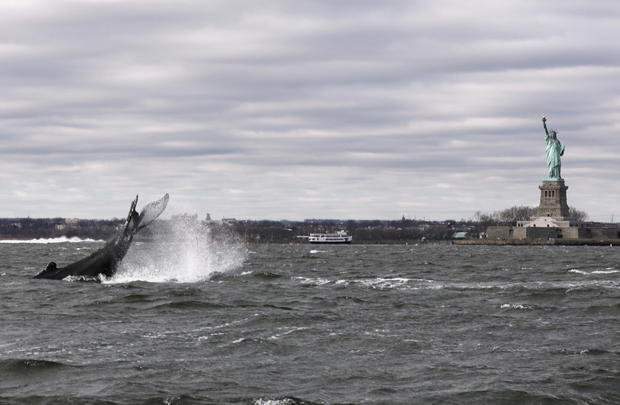 Humpback whale in New York Harbor ready for closeup at Statue of Liberty 