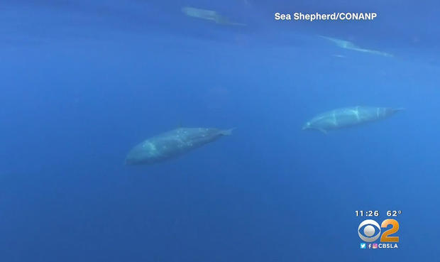 new beaked whale 