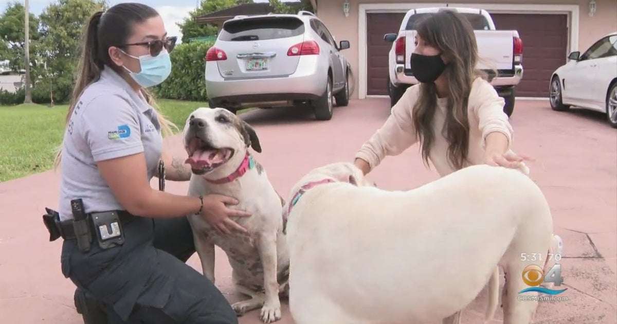 Trapped Underwater In Septic Tank, 2 Escaped Dogs Rescued By MiamiDade