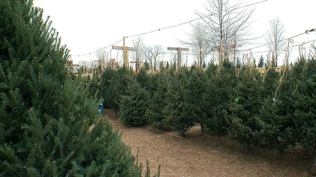 Christmas-Tree-Farm.jpg 