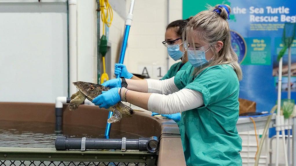 Sea Turtle Rescue Season Sets Records On Cape Cod - CBS Boston
