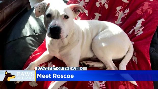 PAWS Dog Of The Week: Roscoe 