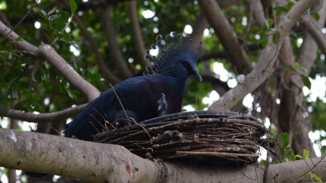 national-aviary-victorian-crowned-pigeon.png 