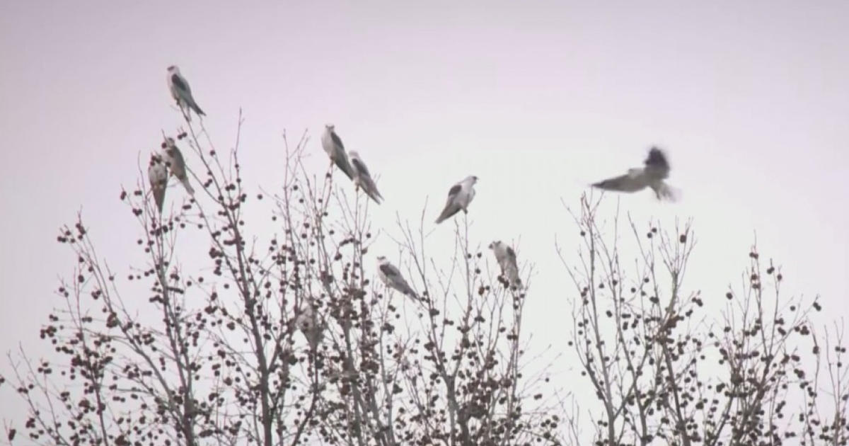 Birds Of Prey Invade Roseville Woman s Home Leaving Massive Mess