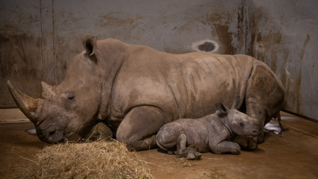 the-wilds-baby-rhino-2 