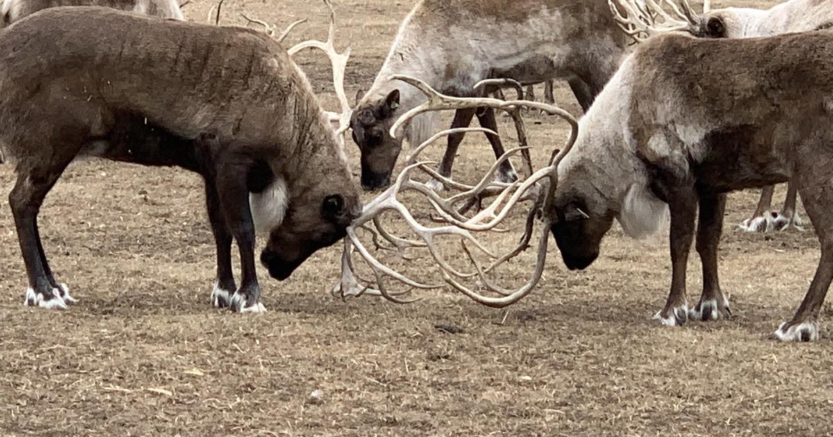 One Of Nation's Largest Reindeer Farms Happens To Be Near Mankato - CBS  Minnesota