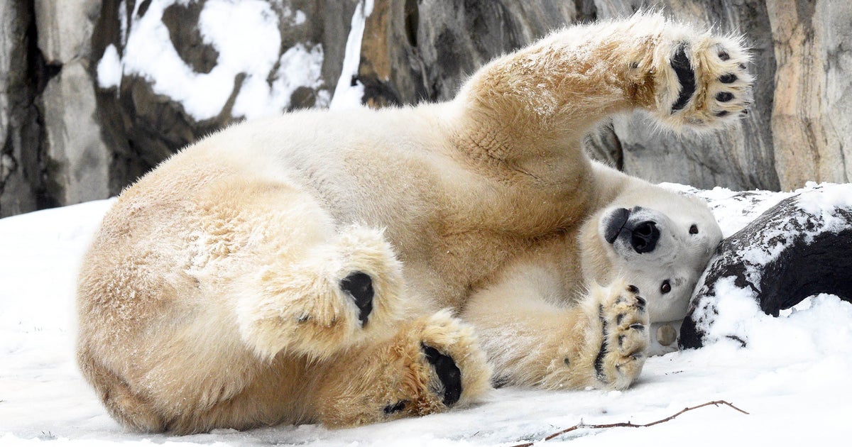 Brookfield Zoo Opening 2 Months After COVID Forced Closure CBS Chicago