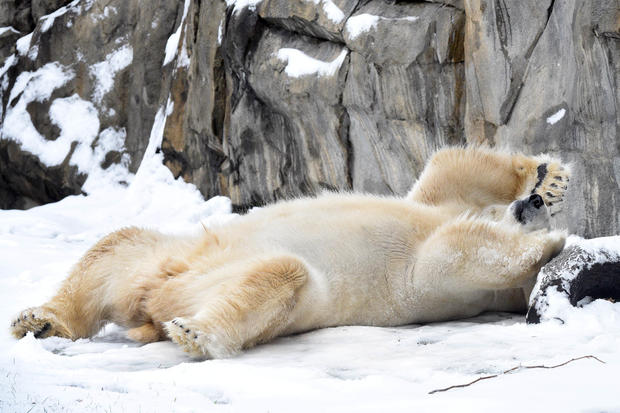 Brookfield Zoo: Hudson The Polar Bear 