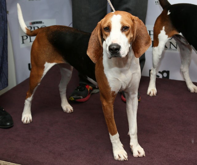American english coonhound beagle mix cheap