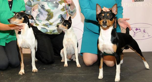 The 138th Annual Westminster Kennel Club Dog Show - Press Conference 