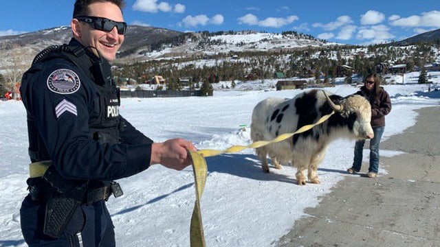 Yak-Wrangler-Silverthorne-PD-Chief-John-Minor-tweet.jpg 