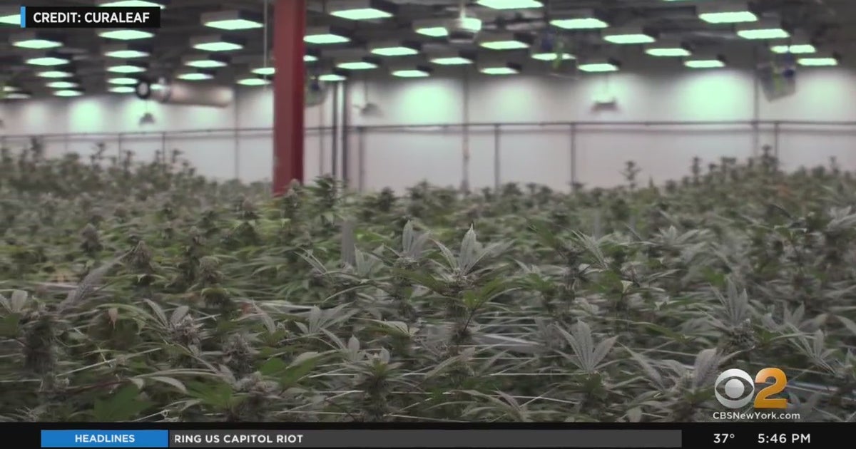 Exclusive CBS2 Goes Behind The Scenes At Queens Cannabis Dispensary As