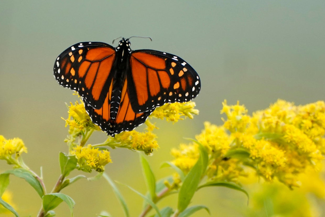 Scientists warn the world's insects are undergoing 