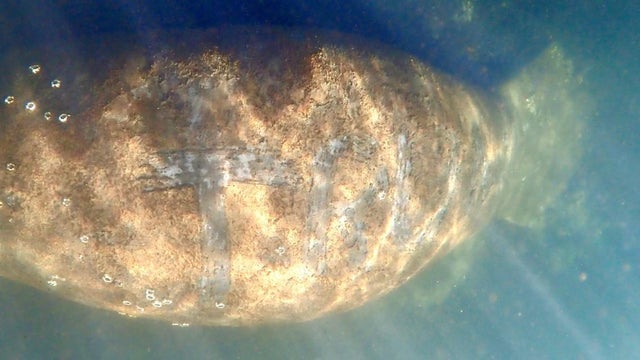 manatee.jpg 