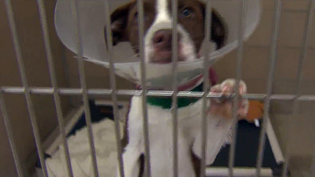 DogAdoption 