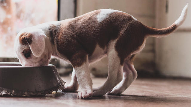dog-food-puppy-eating-Getty-Images.jpg 