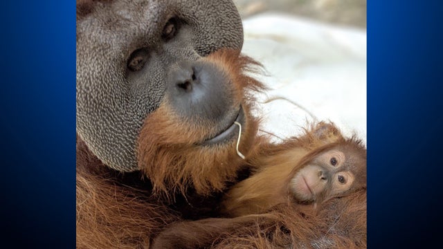 cerah-and-berani-orangutan-denver-zoo-5.jpg 