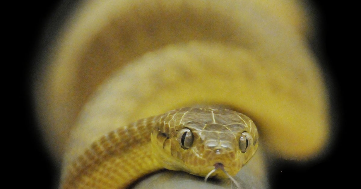 Snakes Learn To Scale Smooth Cylinders, Colorado State Researchers ...