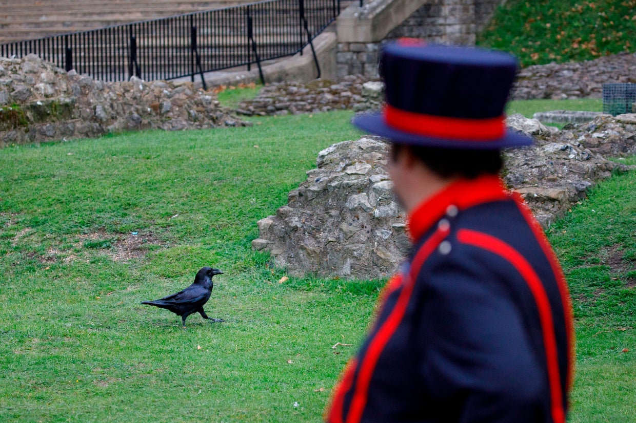 Nevermore? Tower of London's "queen" raven goes missing and is feared