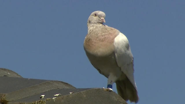 Australia Trans-Pacific Pigeon 