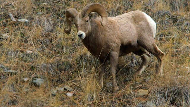 naturebighornsheep1920-628061-640x360.jpg 