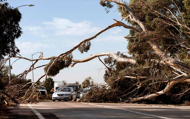 Ventura tree down 