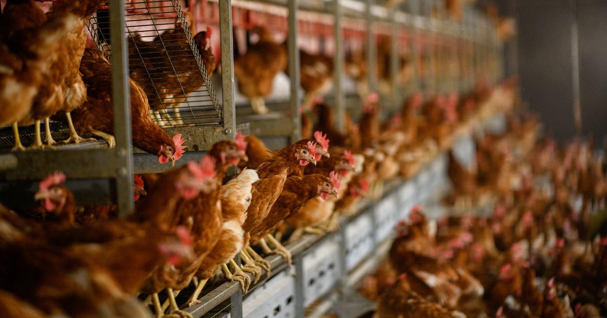 Nearly 70,000 Chickens Killed In Fire At Pennsylvania Farm CBS