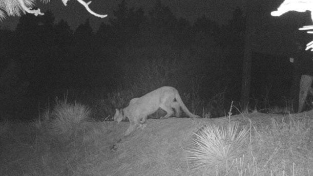 CPW Mountain Lions 2 
