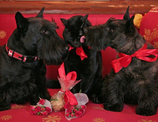 whitehousepets-valentinesday2007.jpg
