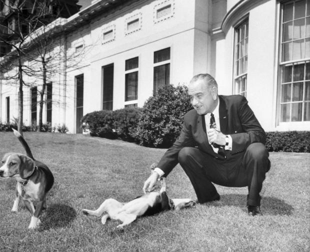 President Johnson With Pet Beagles 