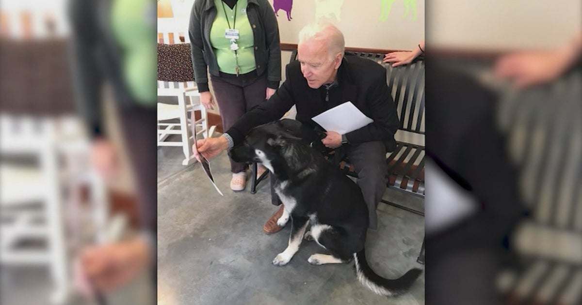 President Joe Biden's Dogs Champ And Major Have Not Yet Moved Into