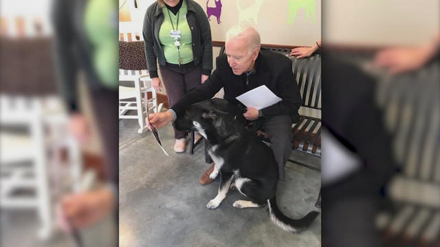 biden-dogs.jpg 