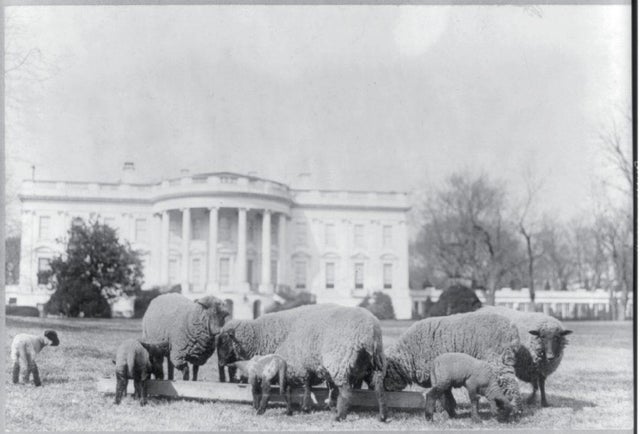 sheep-south-lawn-1923.jpg