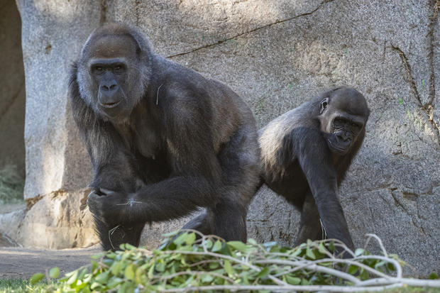 Gorillas recover San Diego Zoo Safari Park 