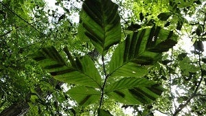 beech-leaf-disease_original.jpg 