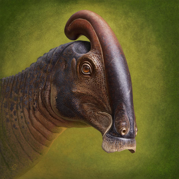 PARASAUROLOPHUS Denver Museum Nature science dinosaur fossil 