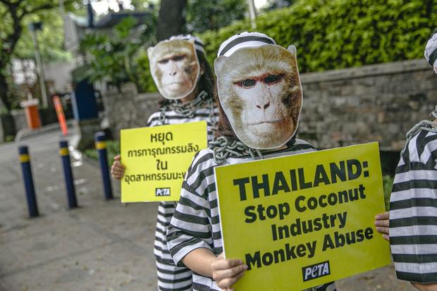 Activist Protest Stop Coconut Industry Monkey Abuse 