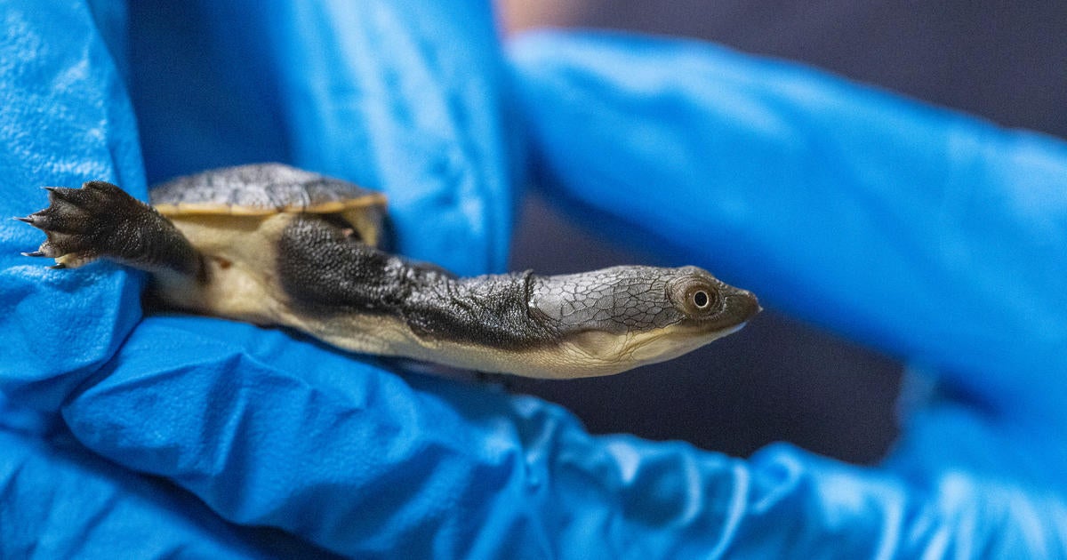 7 Sandstone Long Neck Turtles Hatch At National Aquarium - CBS Baltimore