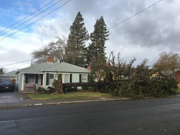 Tahoe-Park-Tree-Down.jpg 