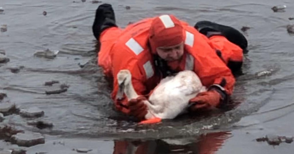 Firefighters Rescue Swan Stranded On Frozen Westport River - CBS Boston