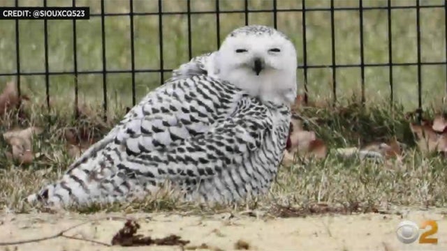 snowy-owl.jpg 