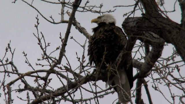 Bald-eagle.jpg 