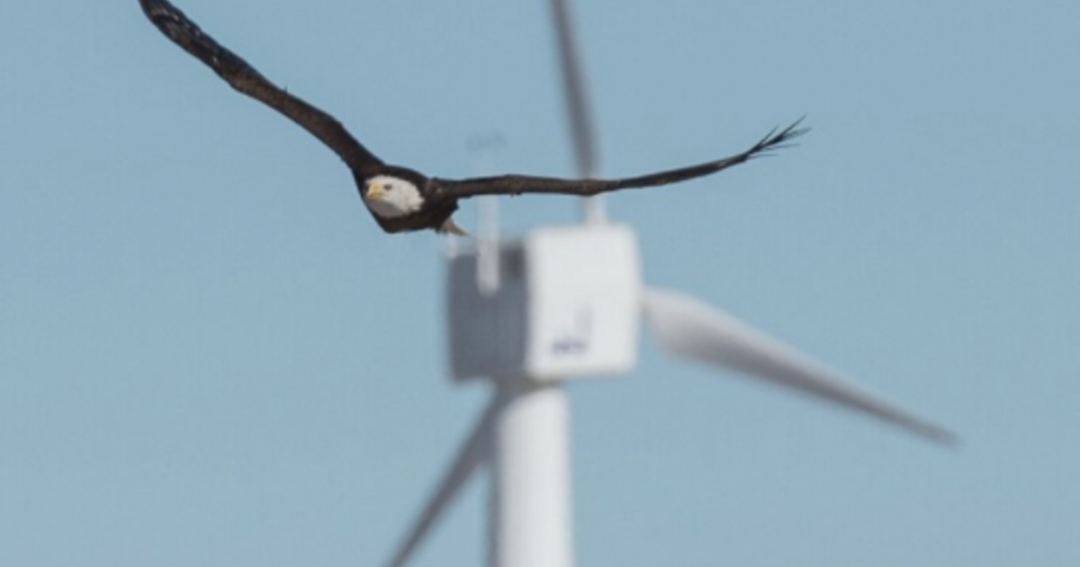 Louisville Company Claims New Technology Greatly Reduces Eagle ...